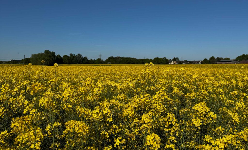 Blühendes Rapsfeld